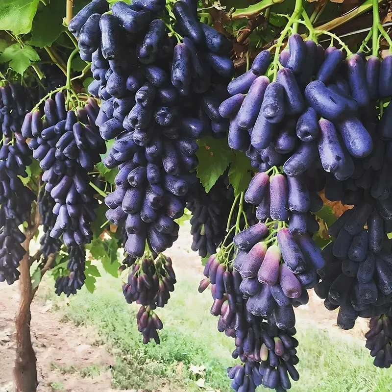 High Quaility Sapphire Grapes Seeds - Image 2