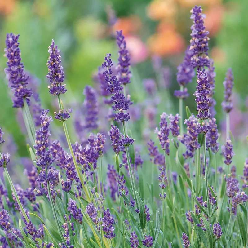 Lavandula angustifolia, Forever Blue - Image 2
