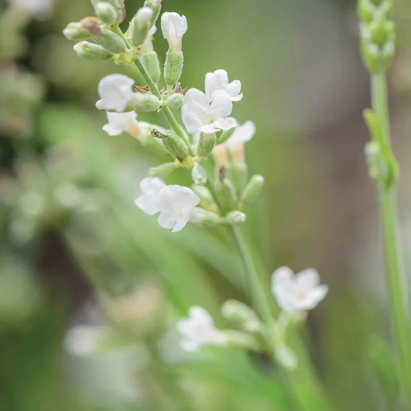 Lavender, Lacy Frills - Image 2