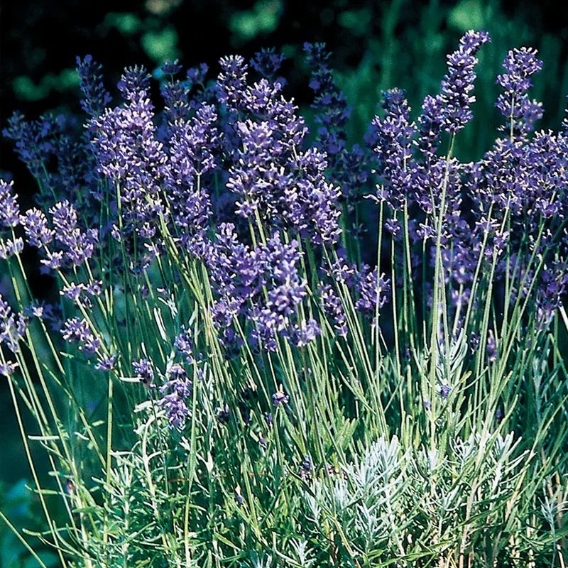 Lavender, Provence Blue - Image 2