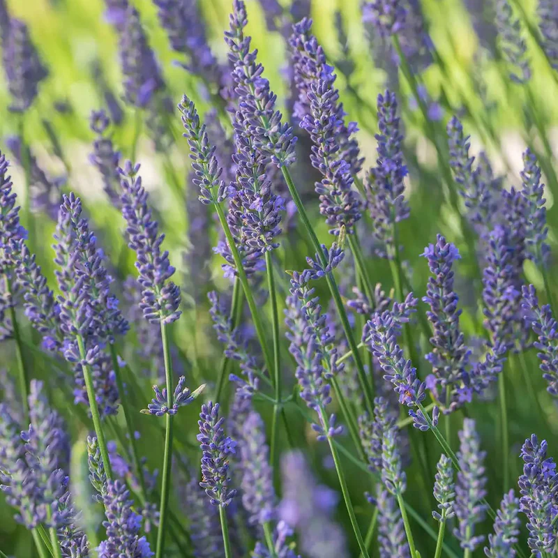 Lavender, Sensational! - Image 3