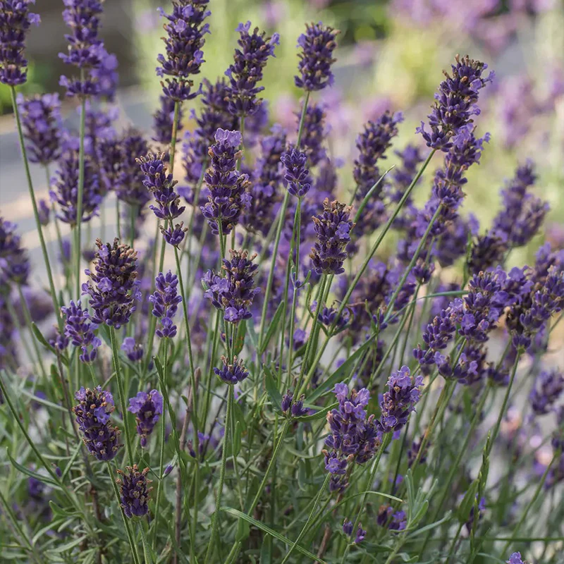 Lavender, Super Blue PPAF - Image 4