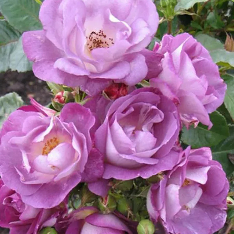 Light Blue Climbing Rose Seeds - Image 6