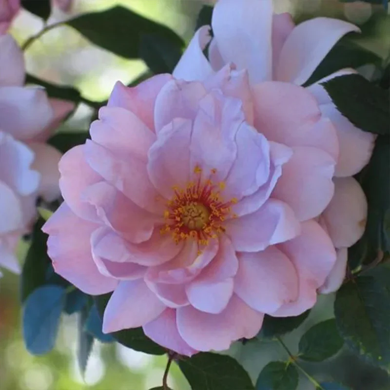 Light Blue Climbing Rose Seeds - Image 7