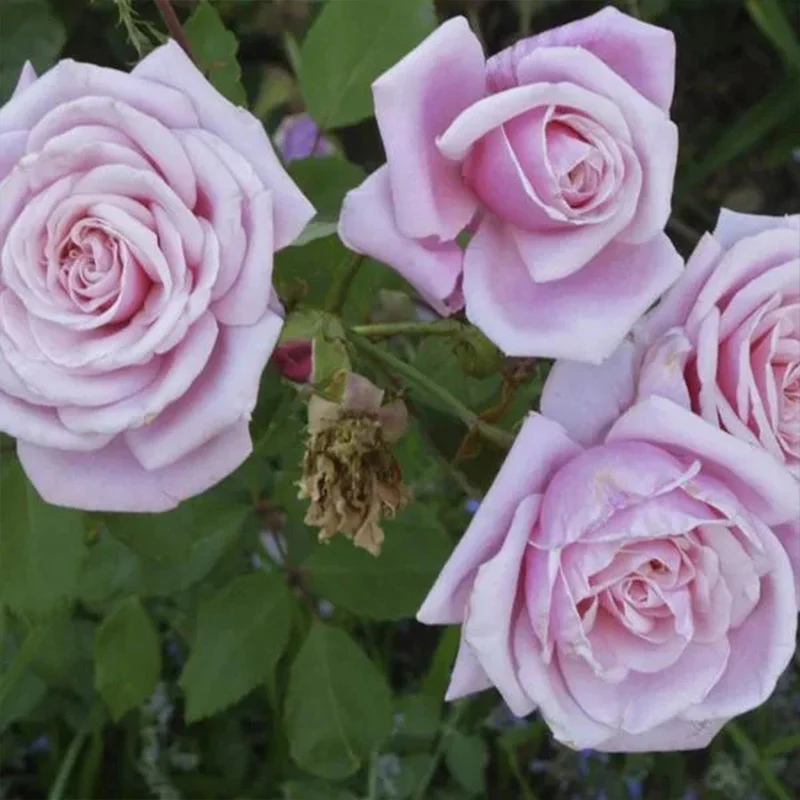 Light Blue Climbing Rose Seeds - Image 8