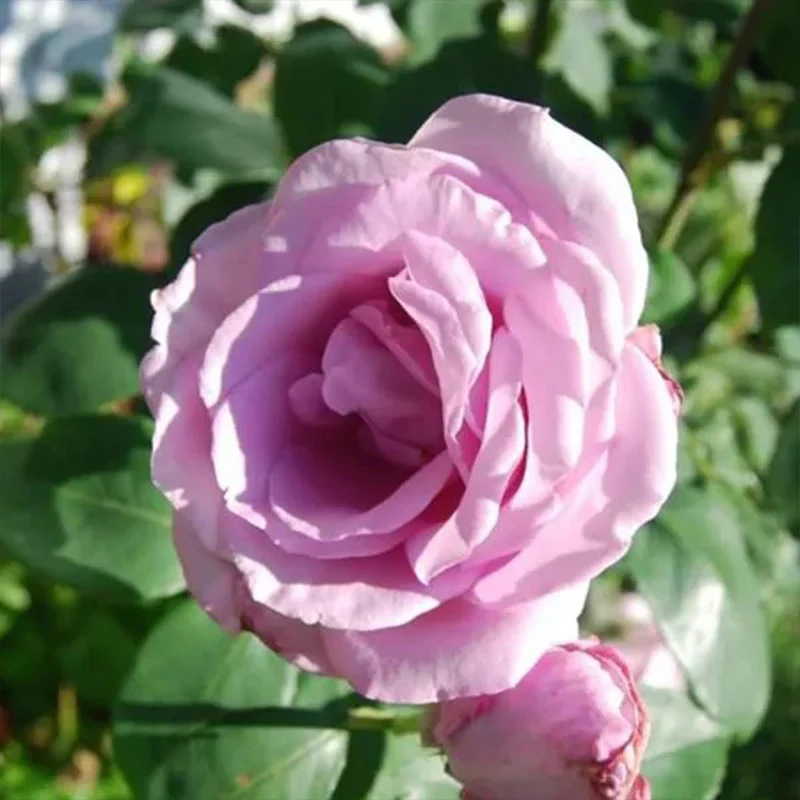 Light Blue Climbing Rose Seeds - Image 9