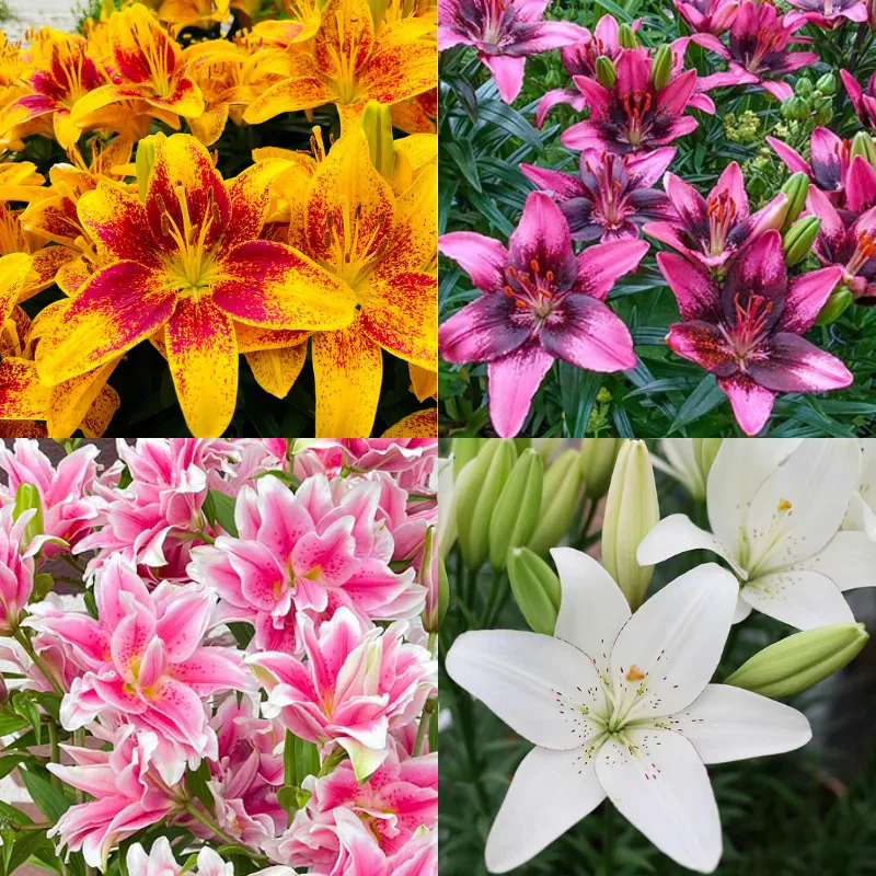 Lily Seeds - Image 10