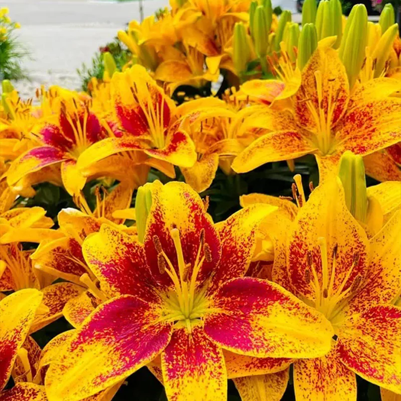 Lily Seeds - Image 5