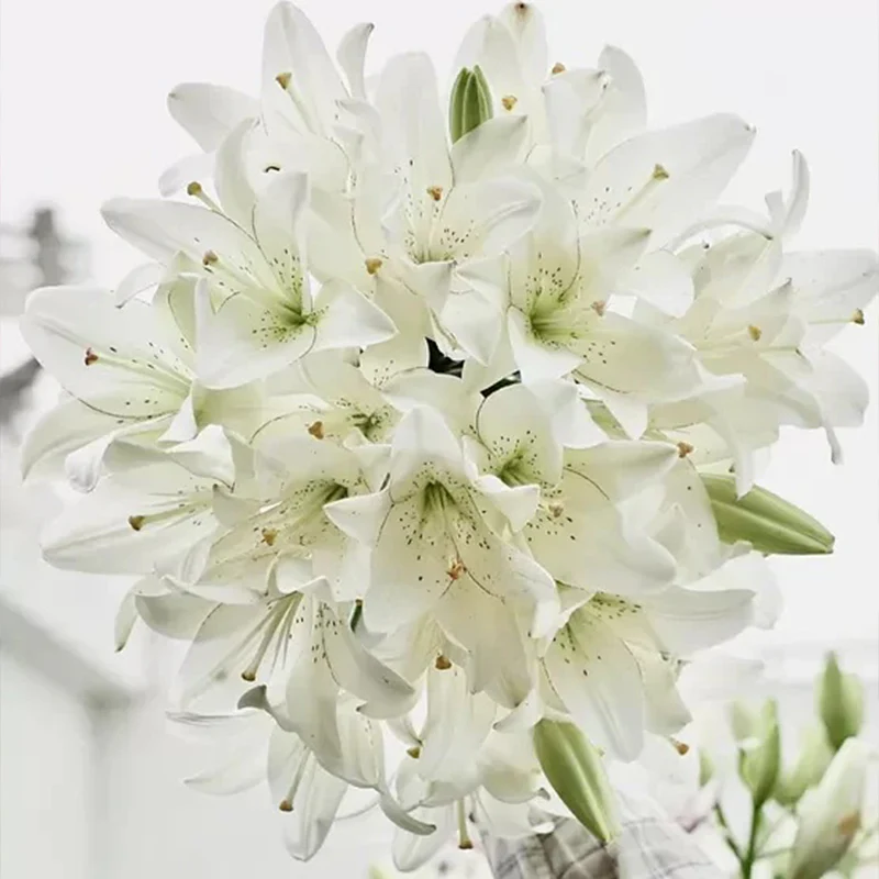 Lily Seeds - Image 7