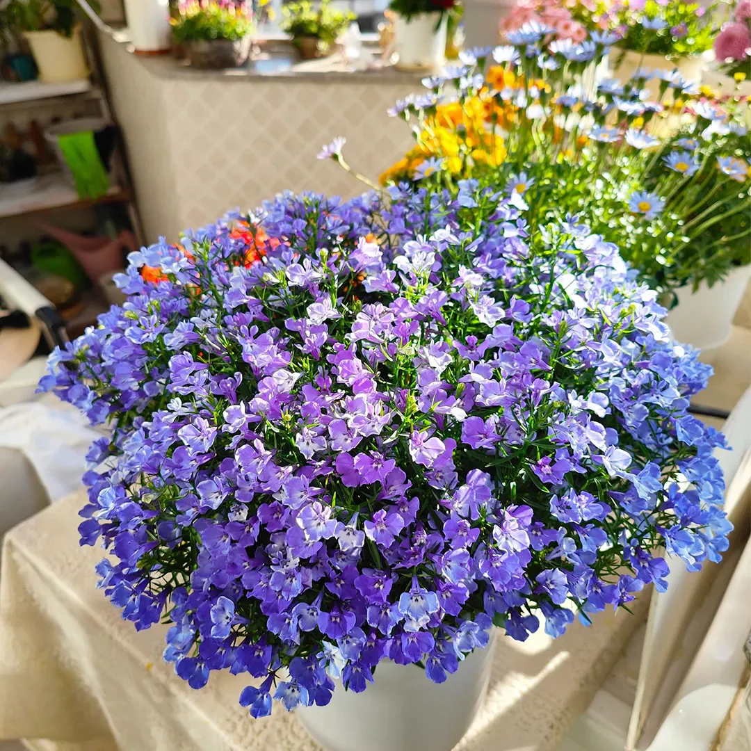 Lobelia Seeds - Blue Carpet - Image 2
