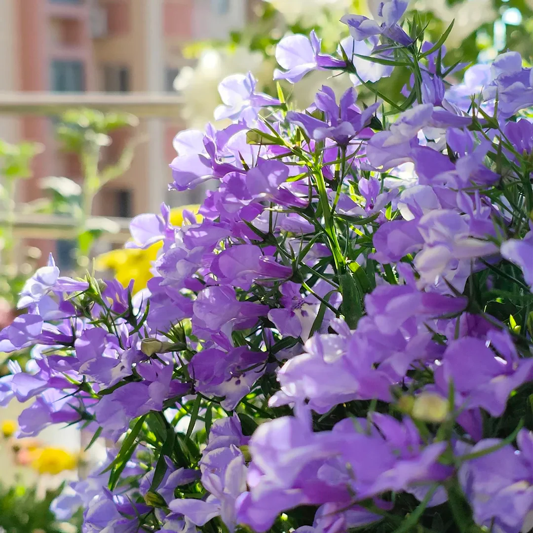Lobelia Seeds - Blue Carpet - Image 3