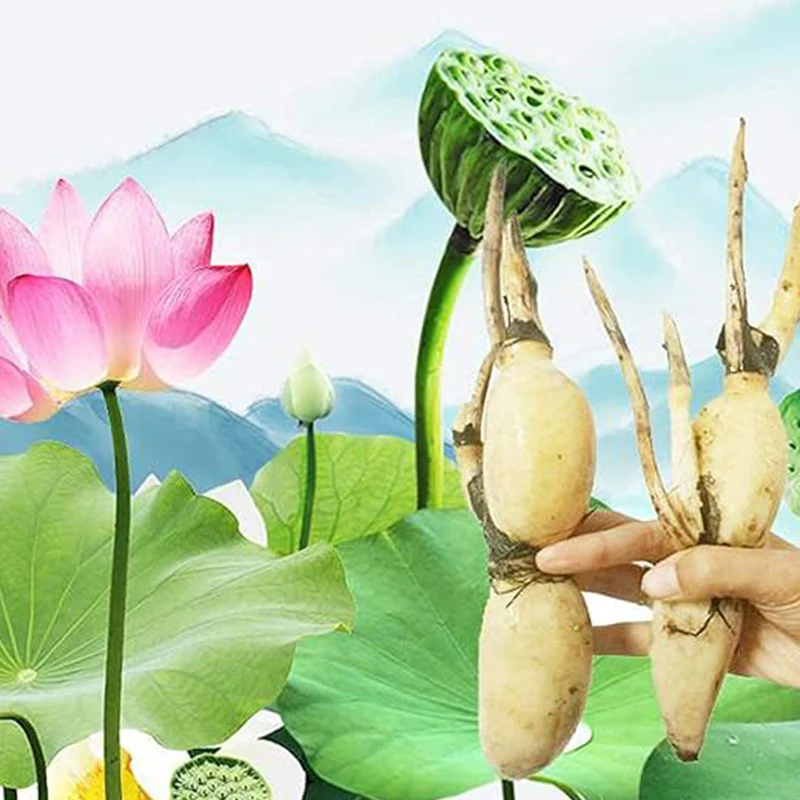 Lotus Root Seeds Edible Plant Fruit Seed,Grow Beautiful Lotus Flowers and Roots for Home Garden,Organic Healthy Vegetable Seed - Image 4