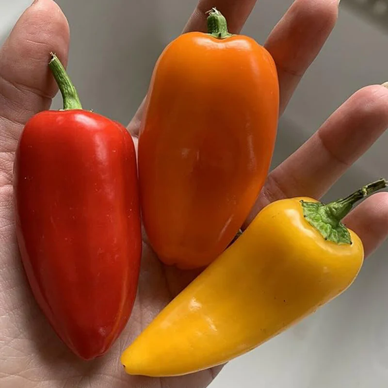 Lunchbox Sweet Snacking Pepper Seeds Red Orange Yellow Non-GMO - Image 3