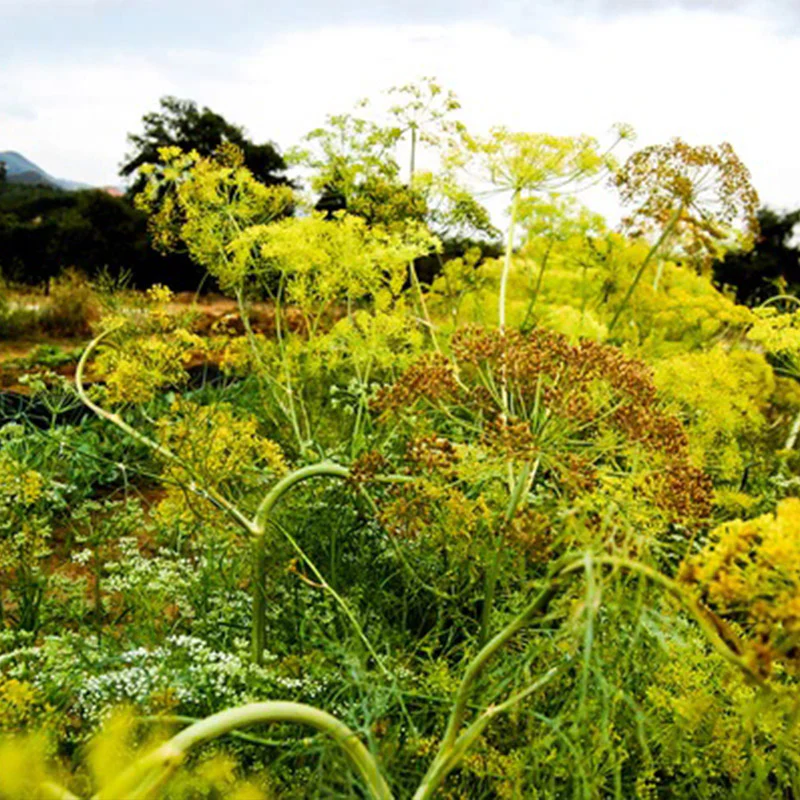 Mammoth Dill - Image 2