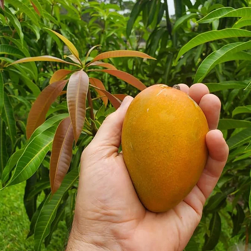 Mango Fruit Seed Delicious Non-GMO Fruit Juicy Fruits Robust Flavor High Yield Flourishing Makes Great Edging - Image 3