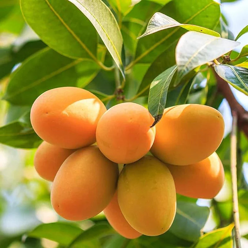 Mango Fruit Seed Delicious Non-GMO Fruit Juicy Fruits Robust Flavor High Yield Flourishing Makes Great Edging - Image 5
