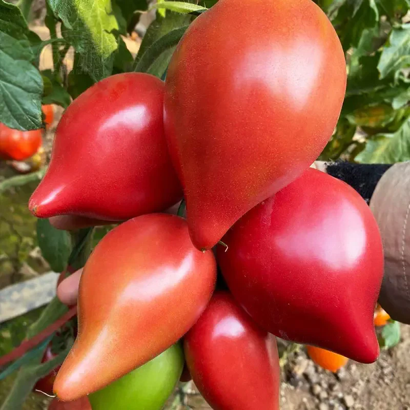 Mango Honey Tomato Seeds - Image 5