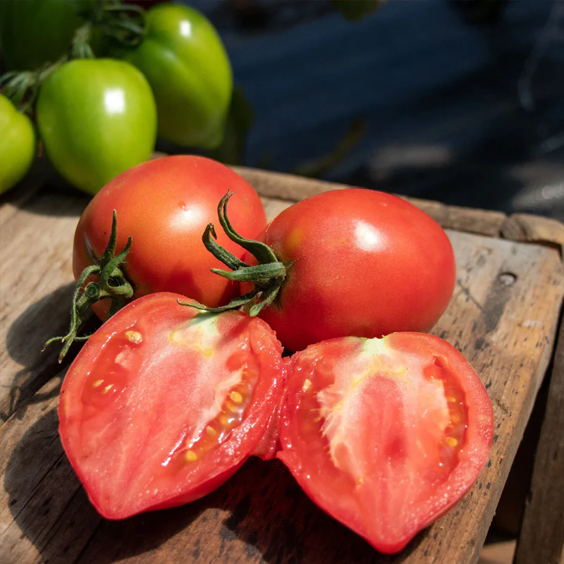 Mango Honey Tomato Seeds - Image 6