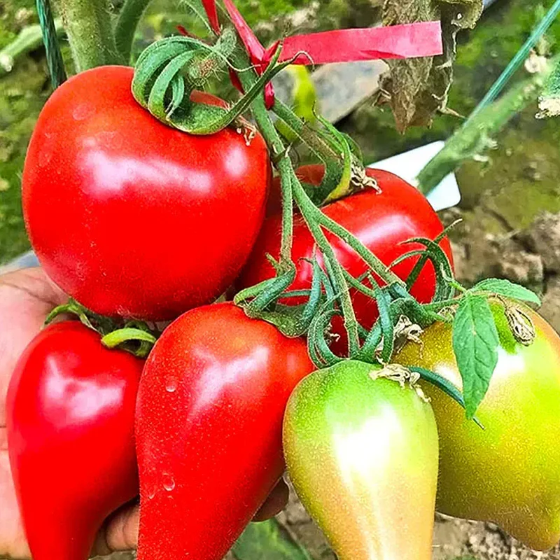 Mango Honey Tomato Seeds - Image 7