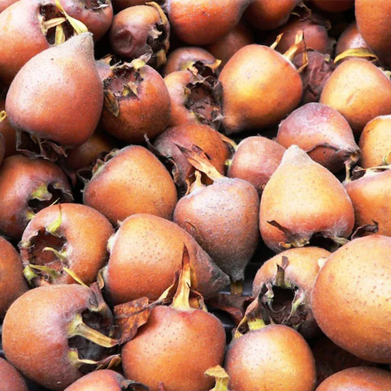 Medlar Tree Organic Seeds Medlar Fruit Seed for Garden and Pot - Image 2