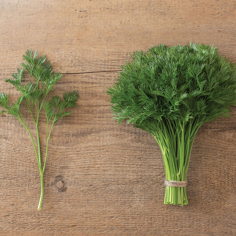 Menuette Parsley Seed - Image 3