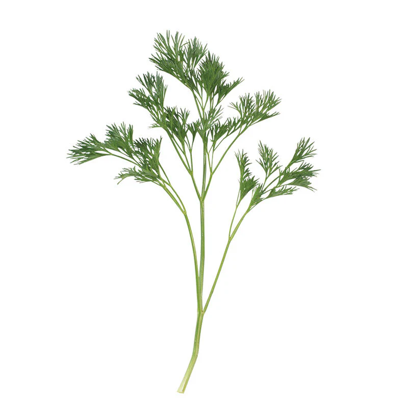 Menuette Parsley Seed - Image 4
