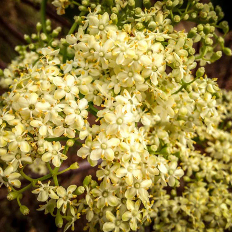 Mexican Elderberry - Image 3