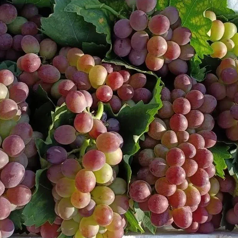 Midknight Beauty Grapes Seeds - Giant Rose (Rose scented) - Image 3