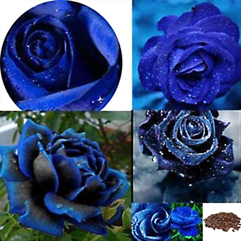 New!Rose