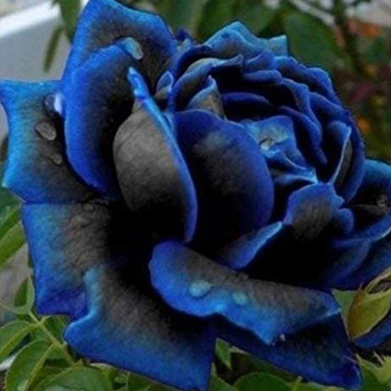 Midnight Supreme Rose Flower Seeds - Image 2
