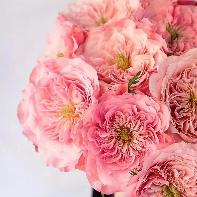 Mikoto Rose Seeds - Image 2