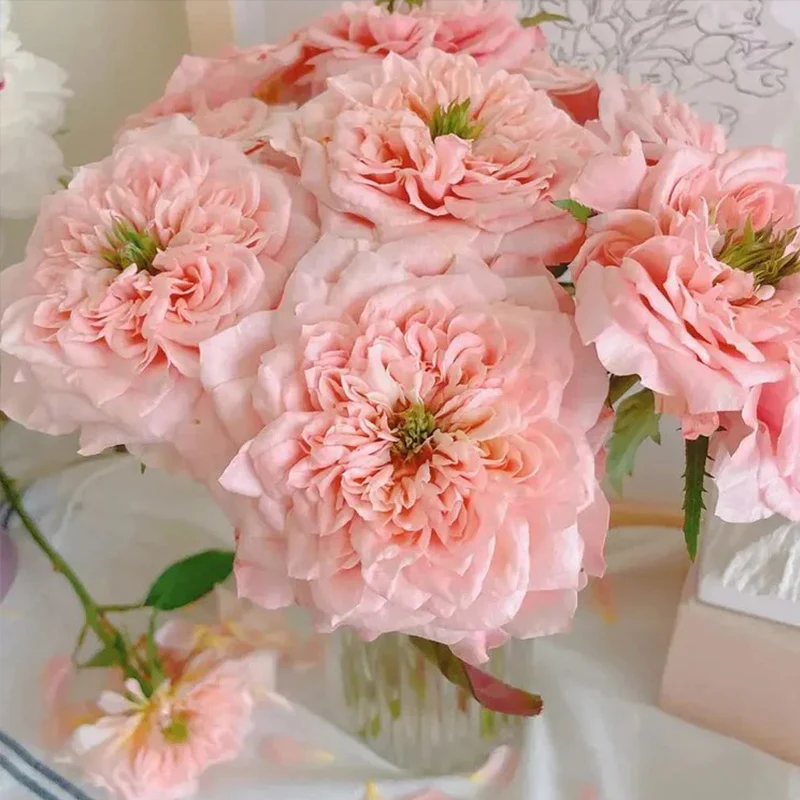 Mikoto Rose Seeds - Image 3