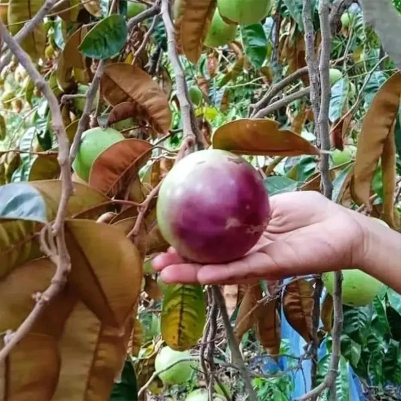 Milk Fruit Seeds-Star Apple-Chrysophyllum Cainito - Image 10