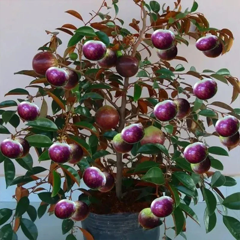 Milk Fruit Seeds-Star Apple-Chrysophyllum Cainito - Image 14