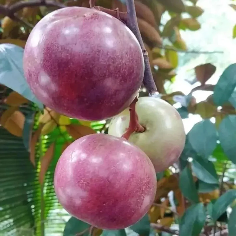 Milk Fruit Seeds-Star Apple-Chrysophyllum Cainito - Image 3