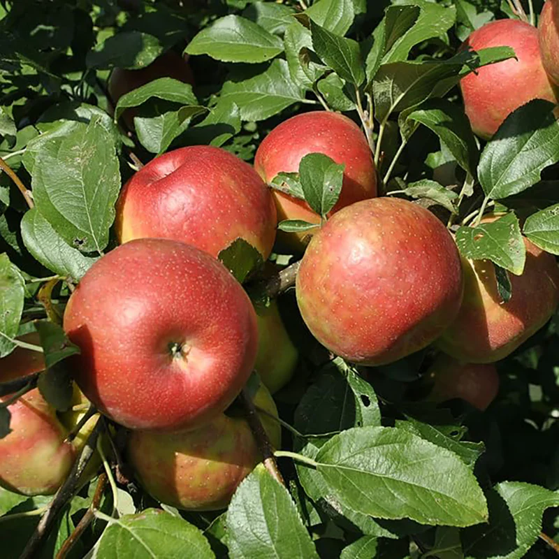 Miniature Apple Tree Seed High Yield Flourishing Perfect for Containers - Image 2