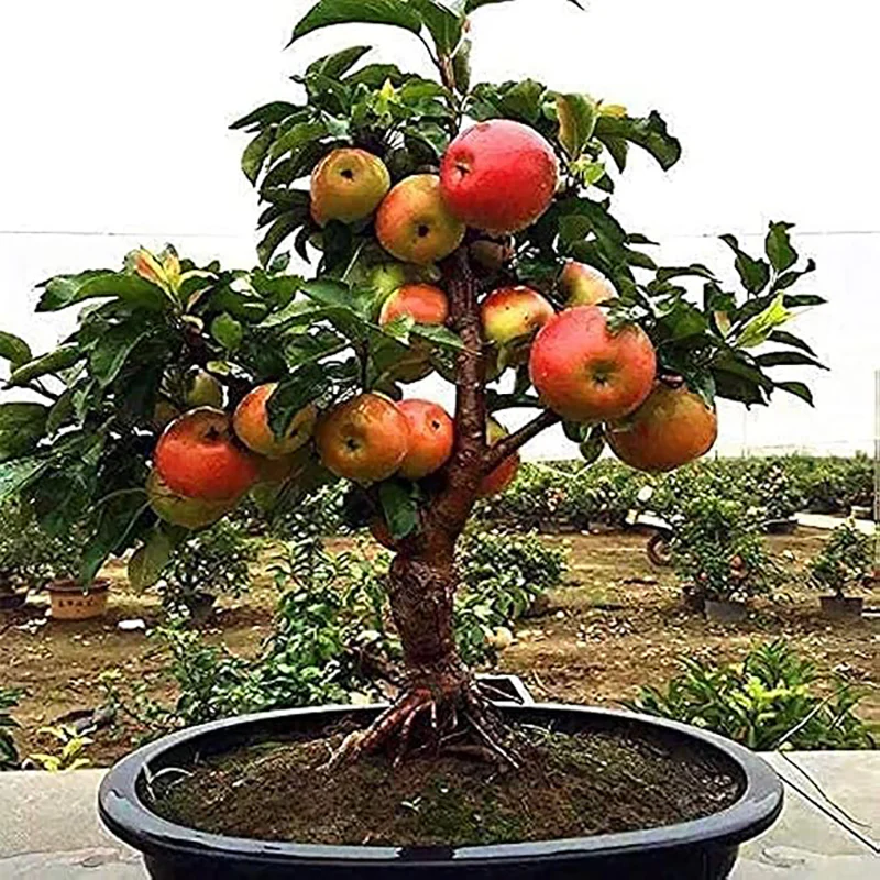 Miniature Apple Tree Seed High Yield Flourishing Perfect for Containers - Image 6