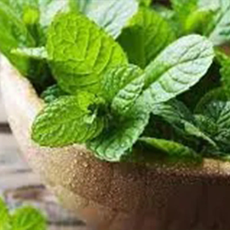 Mint Seeds - Image 2