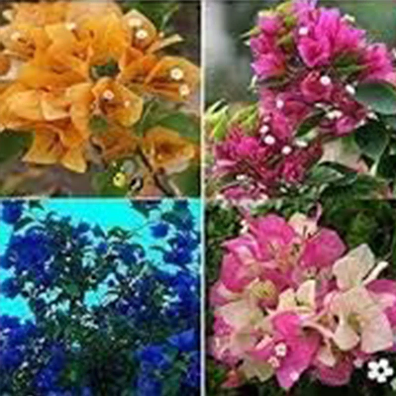Mix Color Bougainvillea Flower Seeds - Image 2