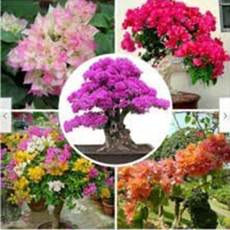 Mix Color Bougainvillea Flower Seeds - Image 3