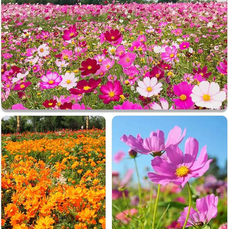 Mix Cosmos Seeds for Planting Heirloom Wildflower (Cosmos Bipinnatus) Attract Bees Butterflies Monarchs Open Pollinated - Image 3