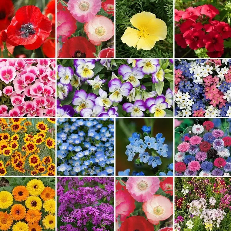 Mix Midwest Wildflower Seed - Image 3