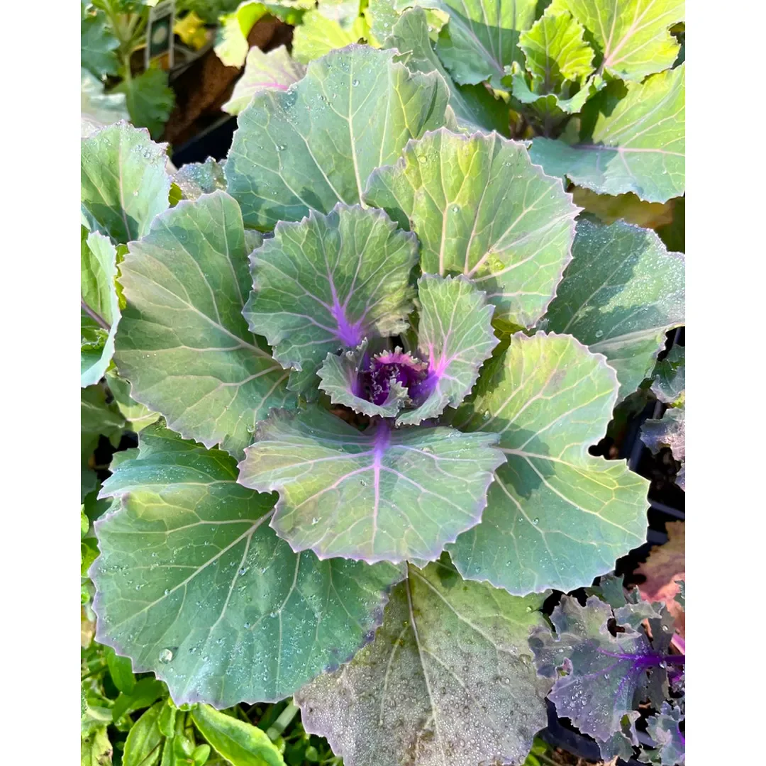 Mix Ornamental Kale Seeds - Image 3