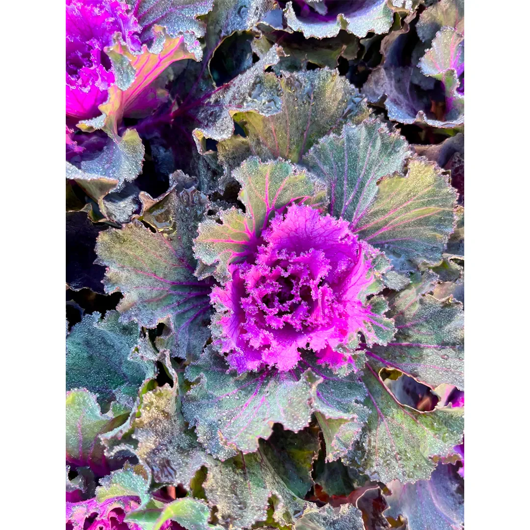 Mix Ornamental Kale Seeds - Image 5