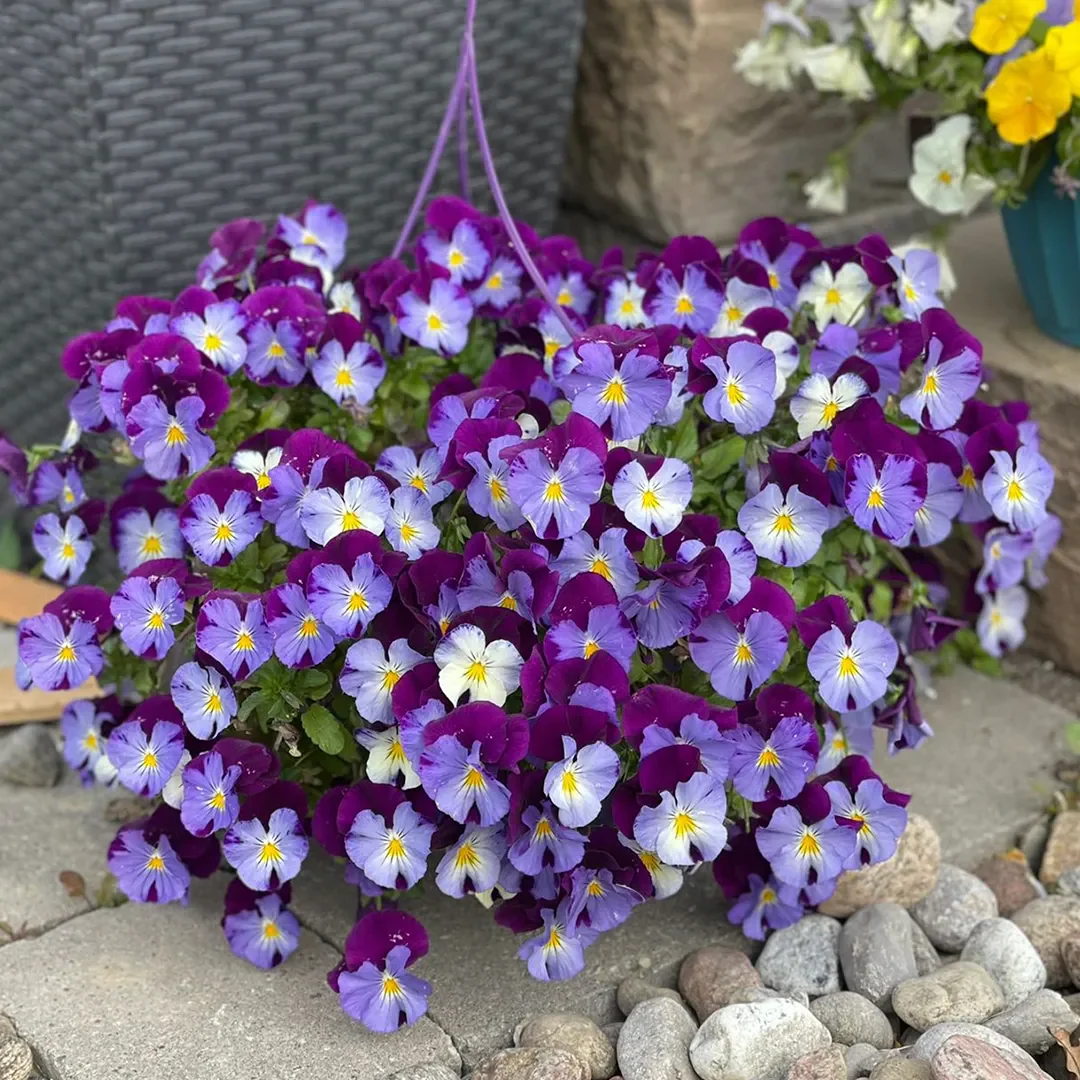 Mix Pansy Seeds - Image 3