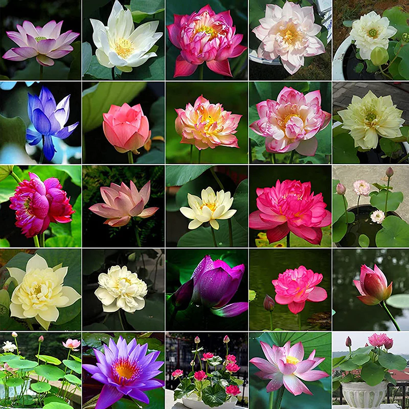 Mixed Bonsai Lotus Seeds