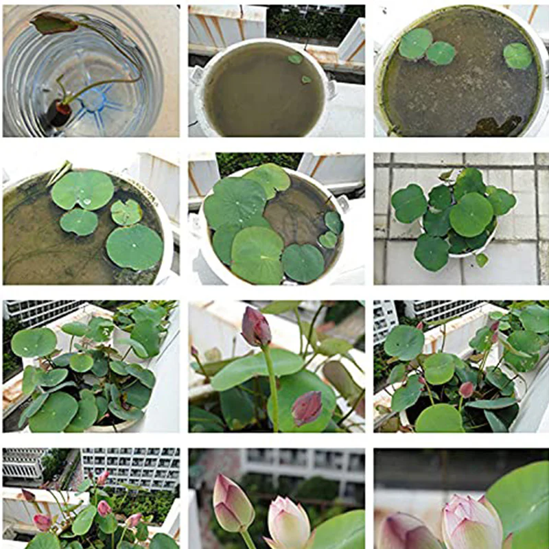 Mixed Bonsai Lotus Seeds - Image 5