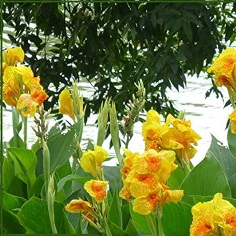 Mixed Canna Lily Flower Seeds Perennial Beautiful Bonsai Plant Home Garden Decor - Image 3