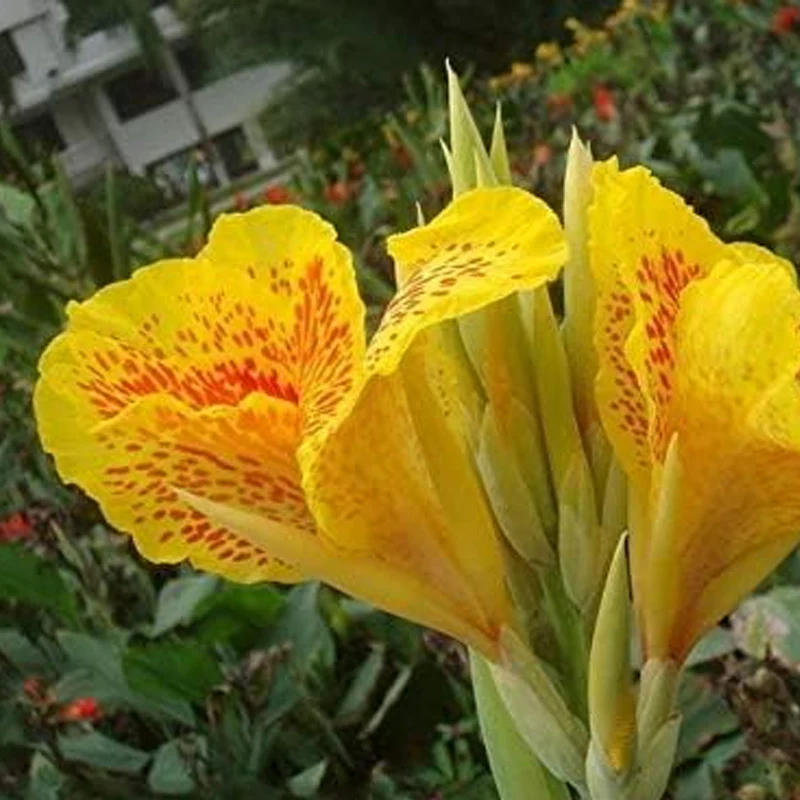 Mixed Canna Lily Flower Seeds Perennial Beautiful Bonsai Plant Home Garden Decor - Image 4