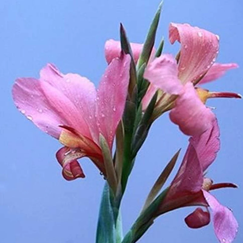 Mixed Canna Lily Flower Seeds Perennial Beautiful Bonsai Plant Home Garden Decor - Image 5